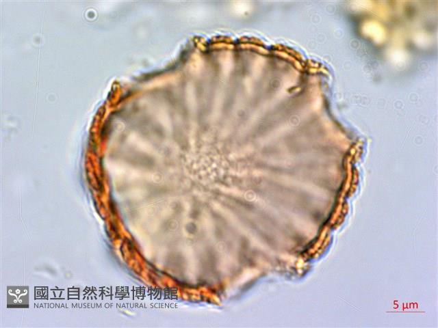 水蓑衣藏品圖，第2張