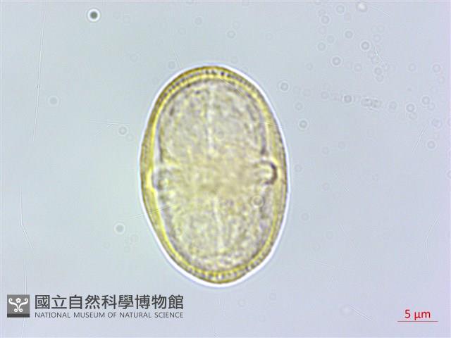 白芷藏品圖，第1張