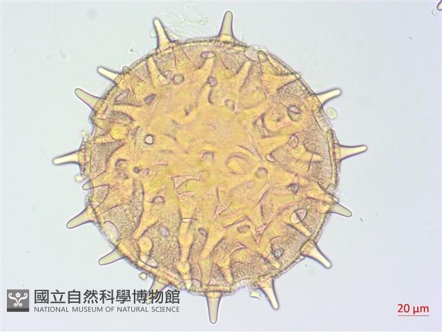 山芙蓉、臺灣山芙蓉、狗頭芙蓉藏品圖，第1張