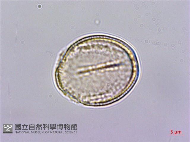 亨利氏鐵線蓮藏品圖，第2張