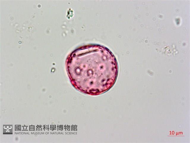 Accession Number:S042940 Collection Image, Figure 2, Total 5 Figures