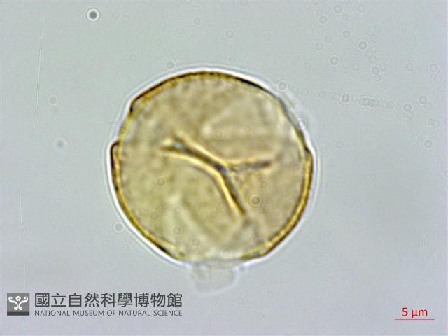 臺灣金絲桃藏品圖，第1張