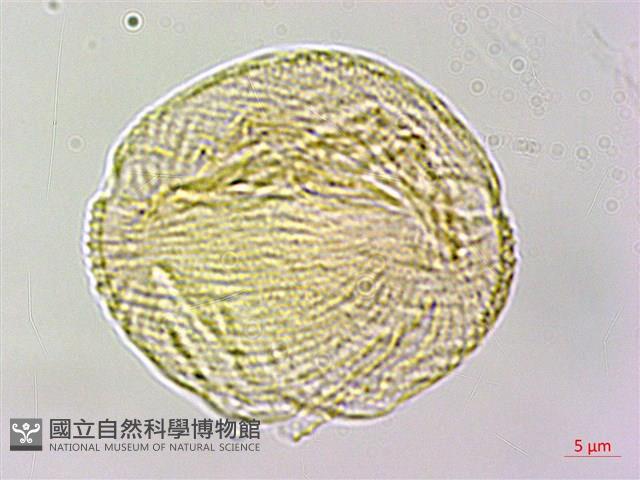 高山翻白草藏品圖，第1張