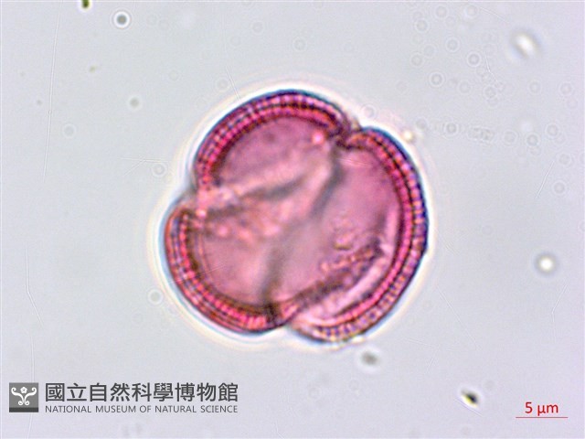 平原菟絲子藏品圖，第1張