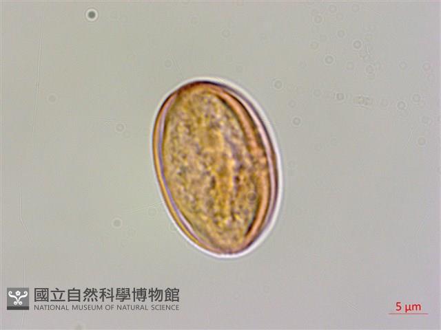 溪頭秋海棠藏品圖，第1張