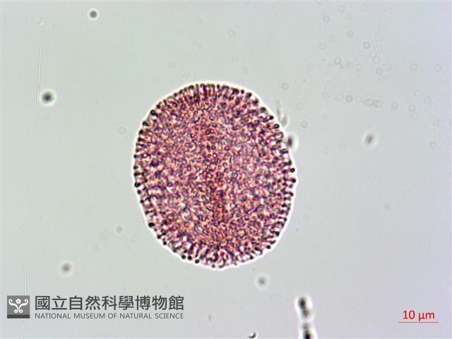 山素英藏品圖，第2張