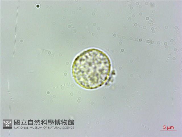 廬山樓梯草藏品圖，第1張