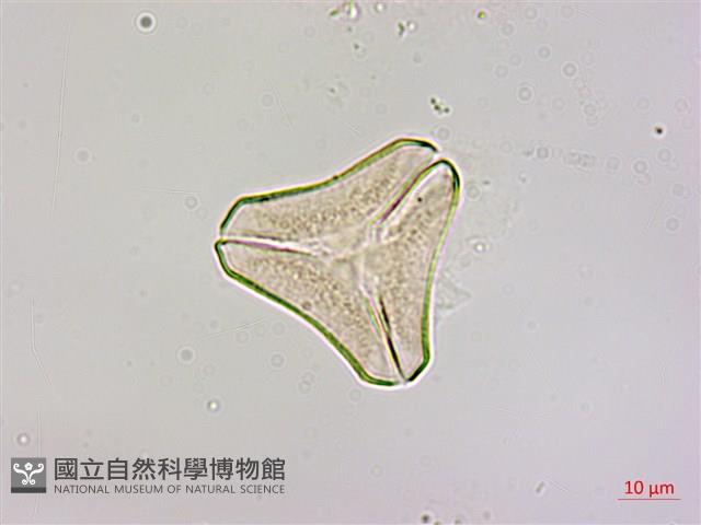 Accession Number:S050770 Collection Image, Figure 2, Total 4 Figures