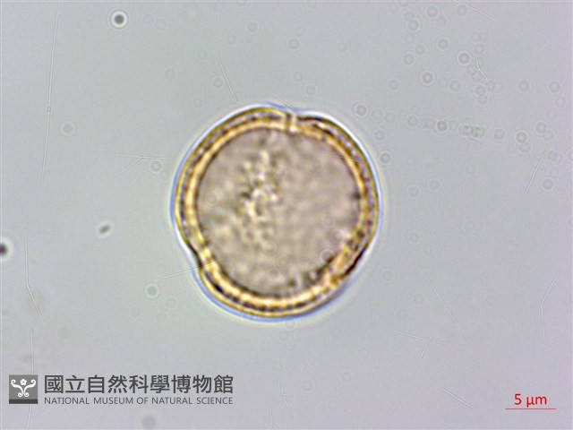 鵝鑾鼻鐵線蓮藏品圖，第1張