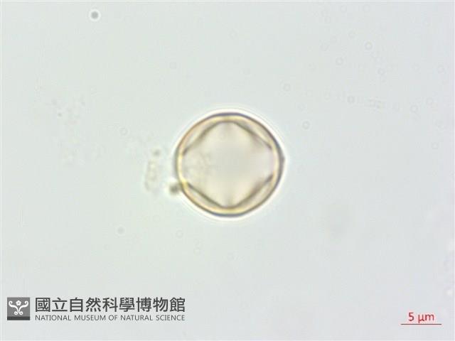 凹葉柃木、濱柃木、翠米茶藏品圖，第1張