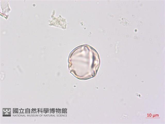 燈籠草藏品圖，第2張