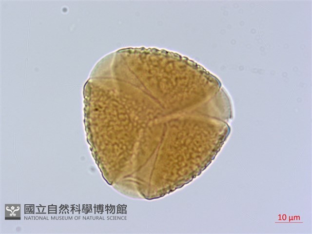 西班牙三葉草、營多山螞蝗、營多藤藏品圖，第1張