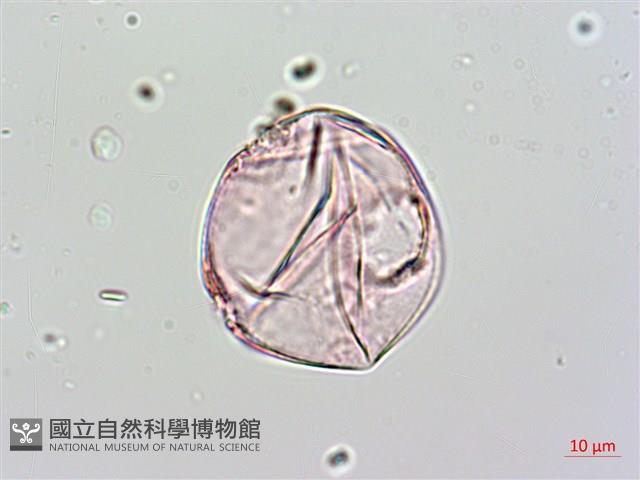 爬森藤藏品圖，第1張