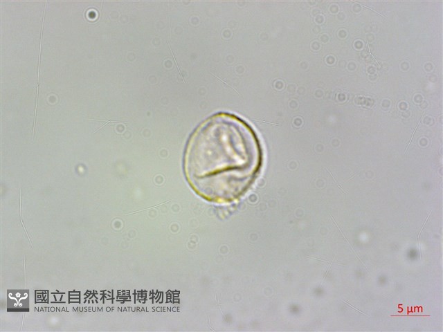 西南冷水麻藏品圖，第1張