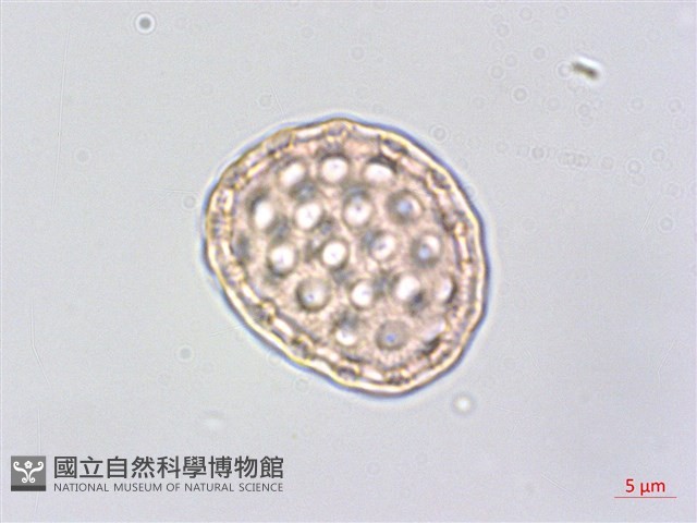 印度牛膝、土牛藤藏品圖，第2張