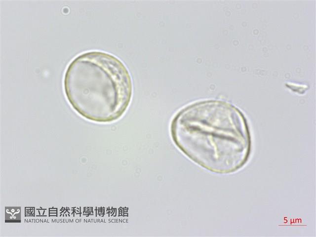 瘤冠麻藏品圖，第1張