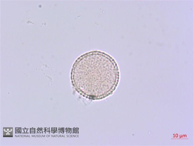 芫花藏品圖，第1張