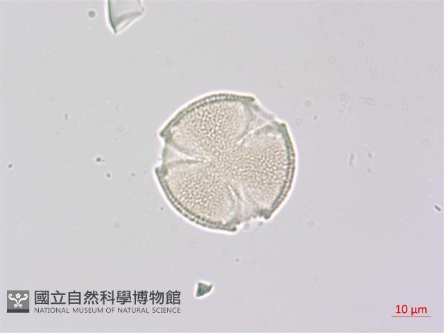 野鴉椿藏品圖，第1張