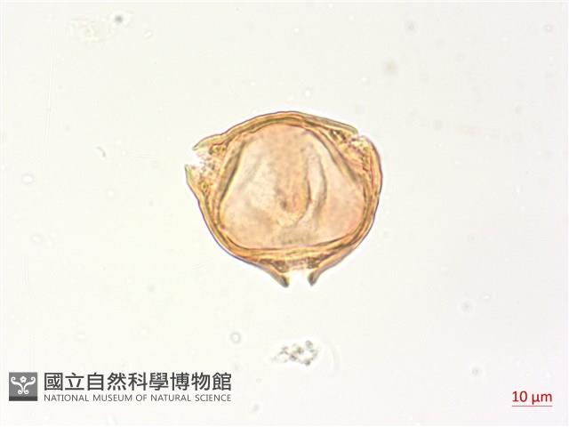 細葉水丁香藏品圖，第1張