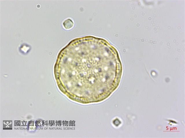 變葉藜藏品圖，第2張