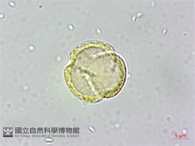 串鼻龍藏品圖，第2張