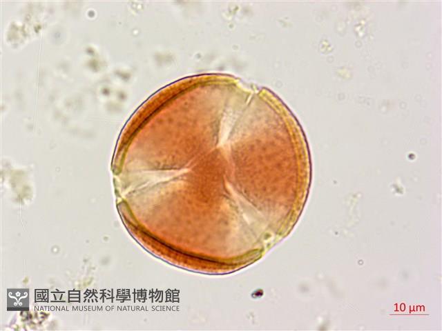 銀合歡藏品圖，第2張