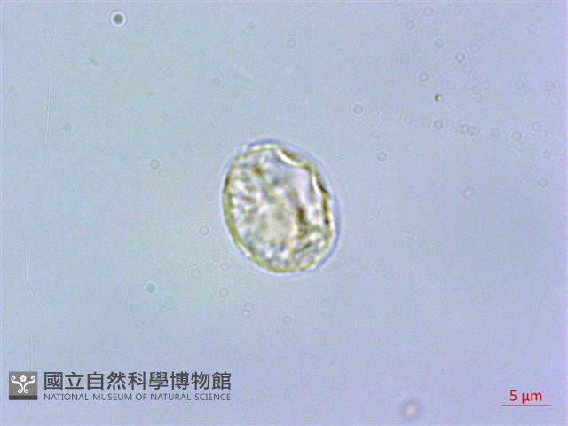 短角冷水麻藏品圖，第1張