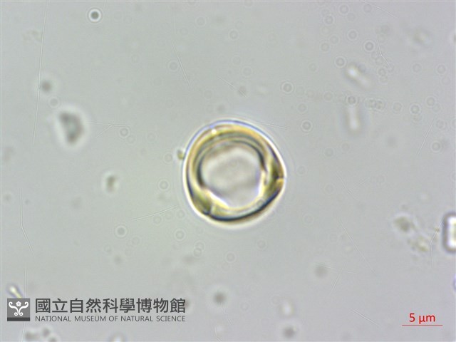 蘭嶼樹蘭藏品圖，第2張