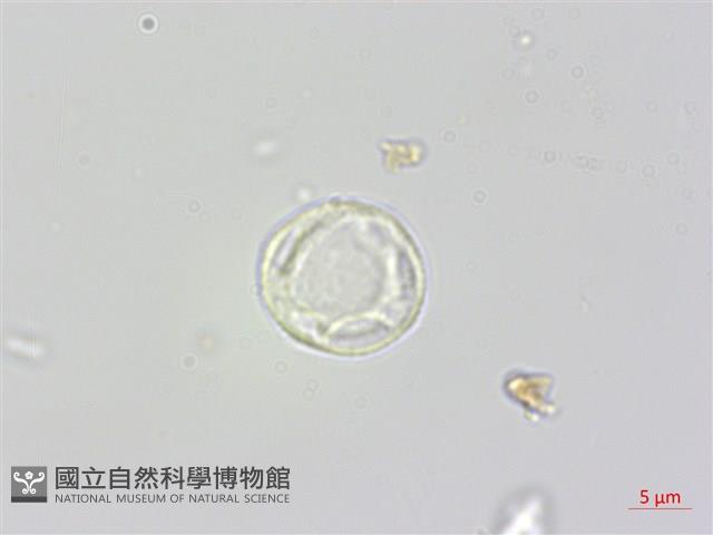 蟲蟻麻藏品圖，第1張