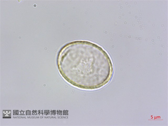 小杜若、川杜若藏品圖，第1張