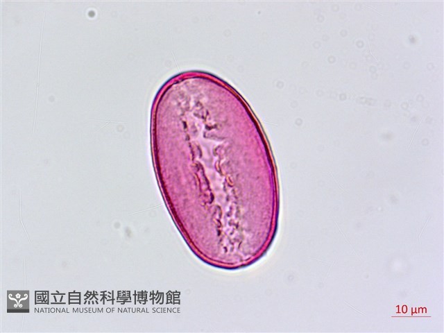 臺灣油點草藏品圖，第1張