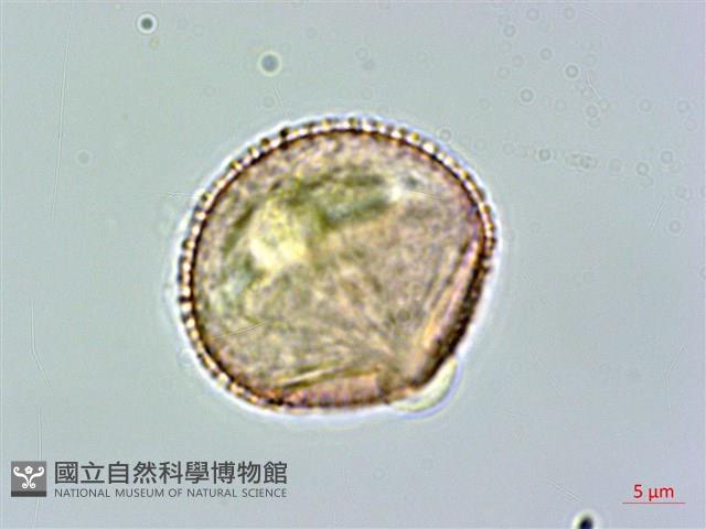 狗骨仔藏品圖，第1張