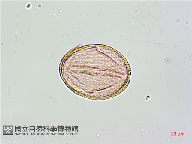 黑果馬交兒藏品圖，第2張