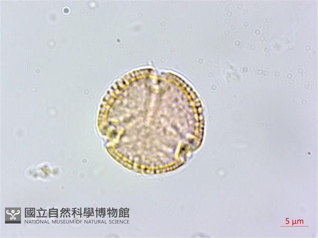 白飯樹藏品圖，第1張