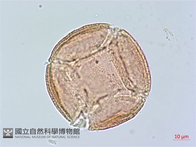 登錄號:S163221藏品圖，第1張