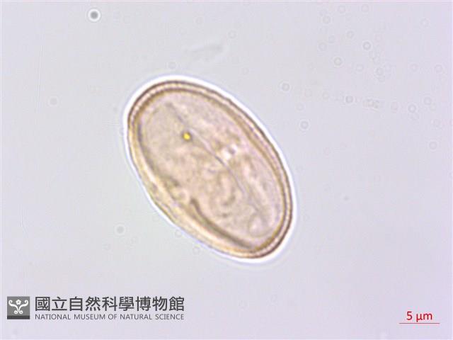 細葉零餘子、澤芹藏品圖，第1張