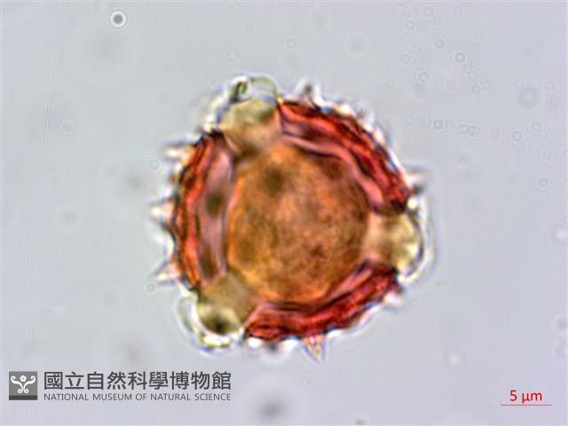 裂葉艾納香藏品圖，第2張