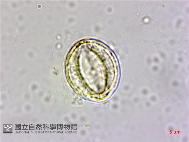大肚山威靈仙藏品圖，第2張