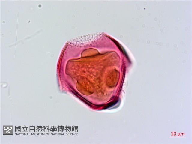 針刺草藏品圖，第1張