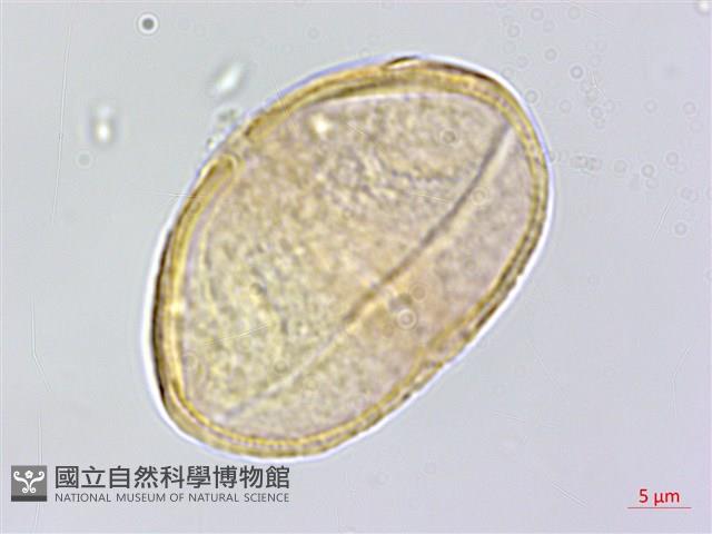 五葉山芹菜藏品圖，第1張