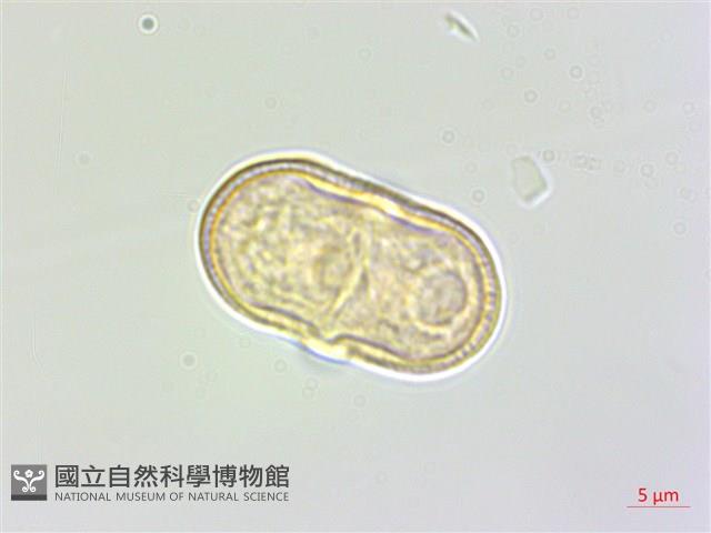 竊衣藏品圖，第1張