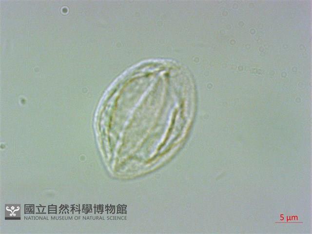 墻草藏品圖，第1張