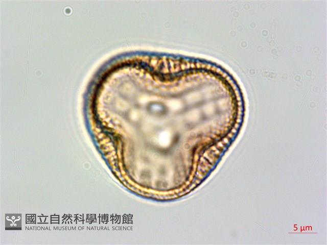 狹葉爵床藏品圖，第2張