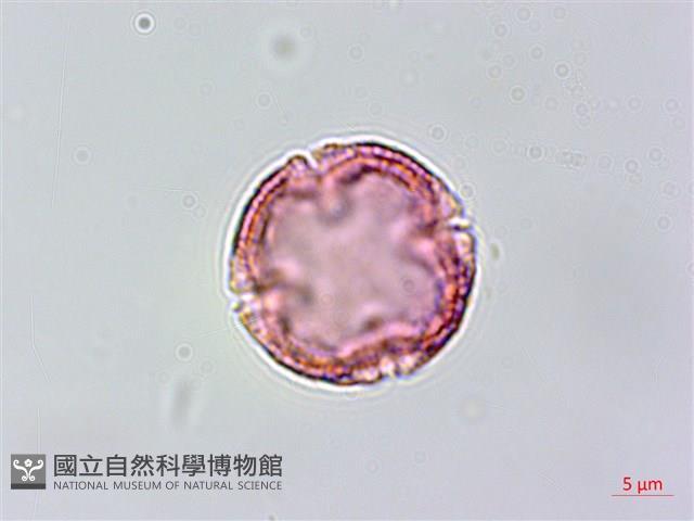 假鐵莧藏品圖，第2張