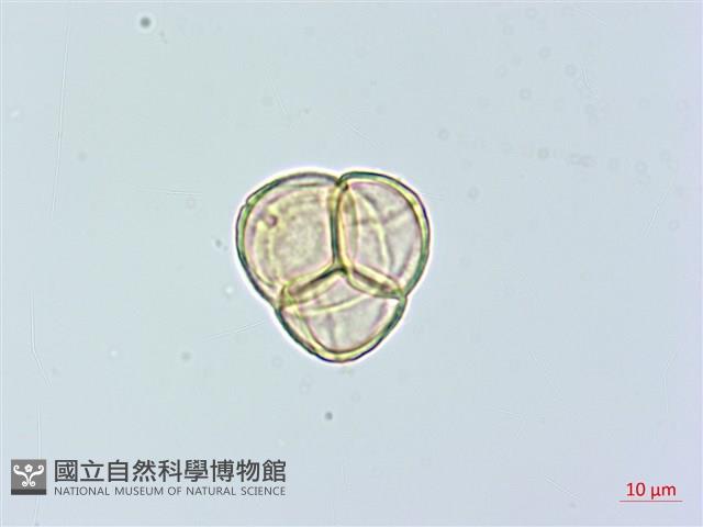 登錄號:S074811藏品圖，第1張