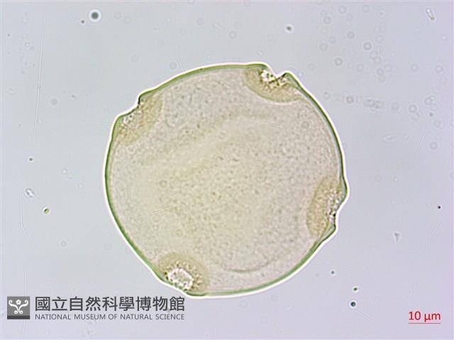 王瓜藏品圖，第2張