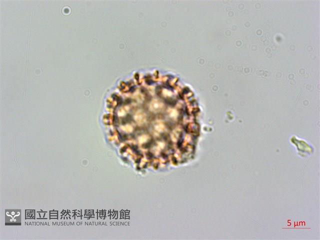 假千日紅藏品圖，第2張