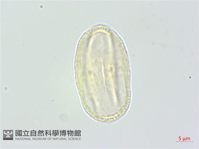 野當歸藏品圖，第1張