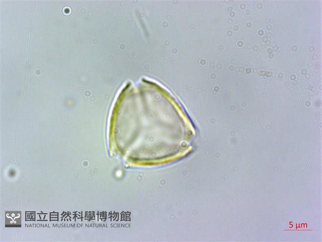 細脈赤楠藏品圖，第1張