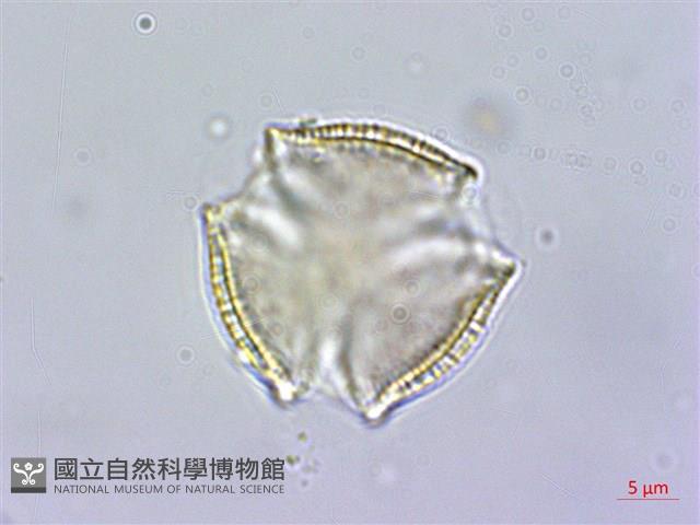 交趾衛矛藏品圖，第1張